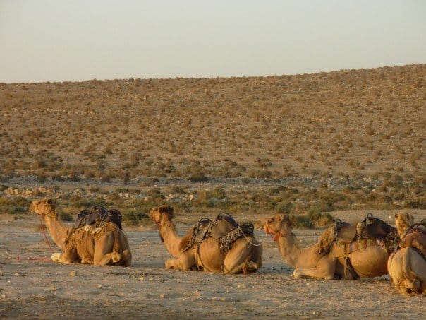 a few of the many Bedouin camels photographed by the author