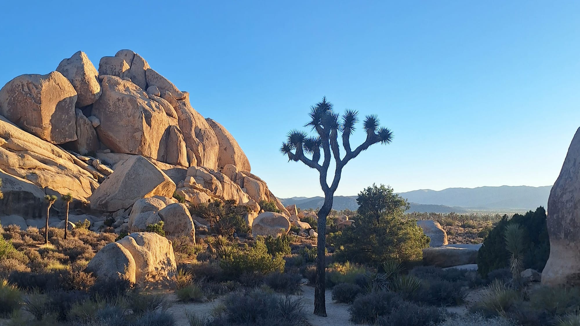 A tall Joshua Tree in the filmy, golden light and cold gray shadow of a California desert morning