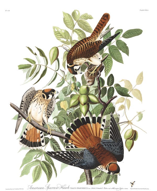 Plate 142 of John James Audubon's 'Birds of America' depicting the American Sparrow Hawk; three deeply detailed, wildly colorful birds in shades of russet, cream, gray, and black, in a tree; one is clutching its prey