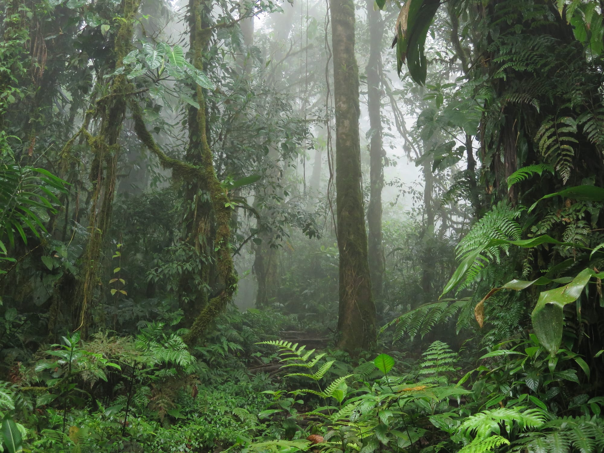 A lushly overgrown forest, misty, filled with trees dripping with leafy fines, and a multifarious carpet of ferns