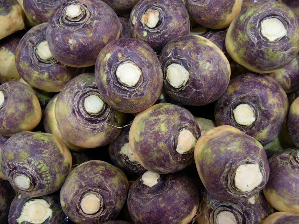A pile of plump recently-harvested rutabagas, purple, gold and green