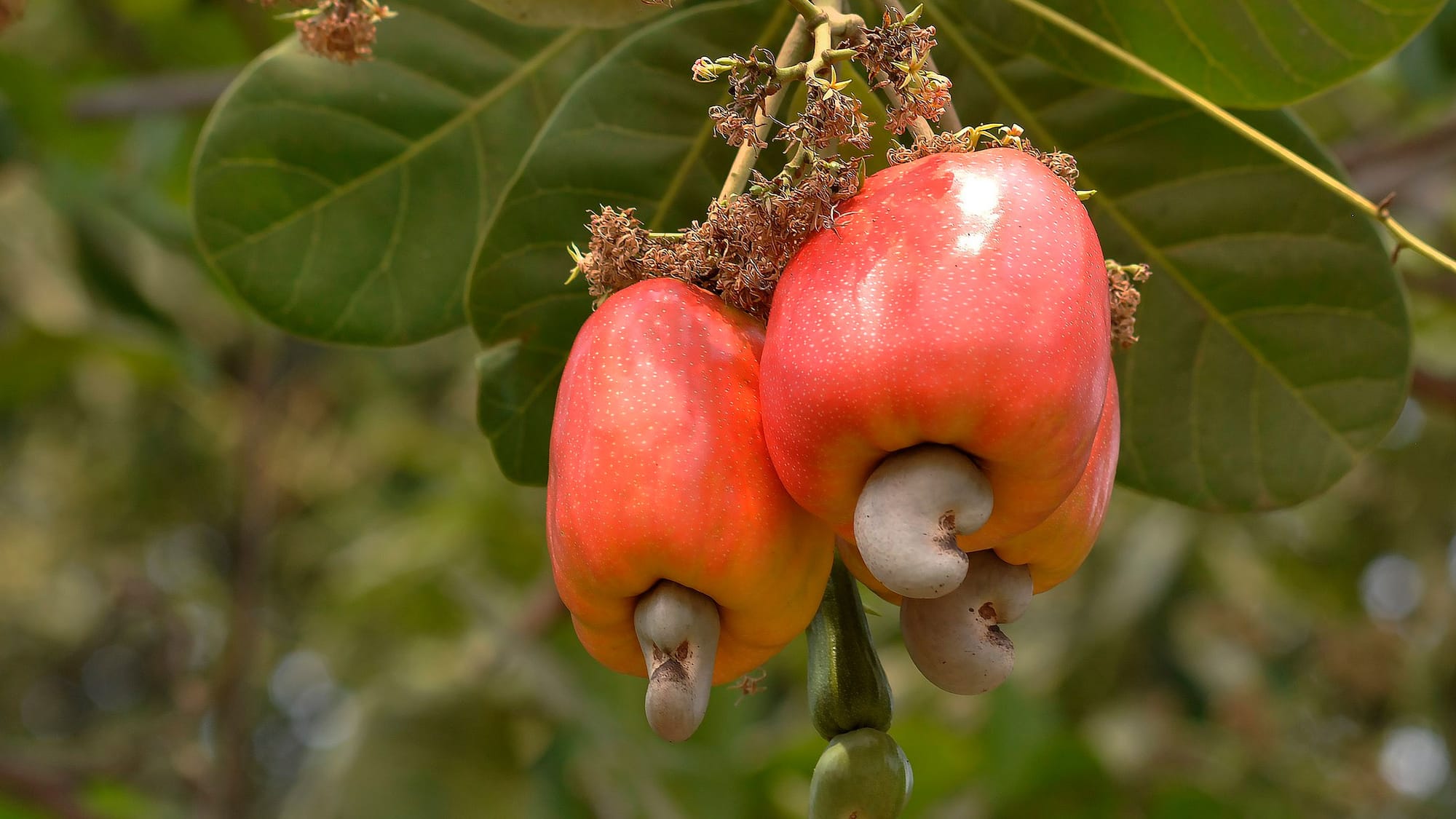 Three ripe, luscious looking red cashew fruits hanging amid the green leaves of a tree