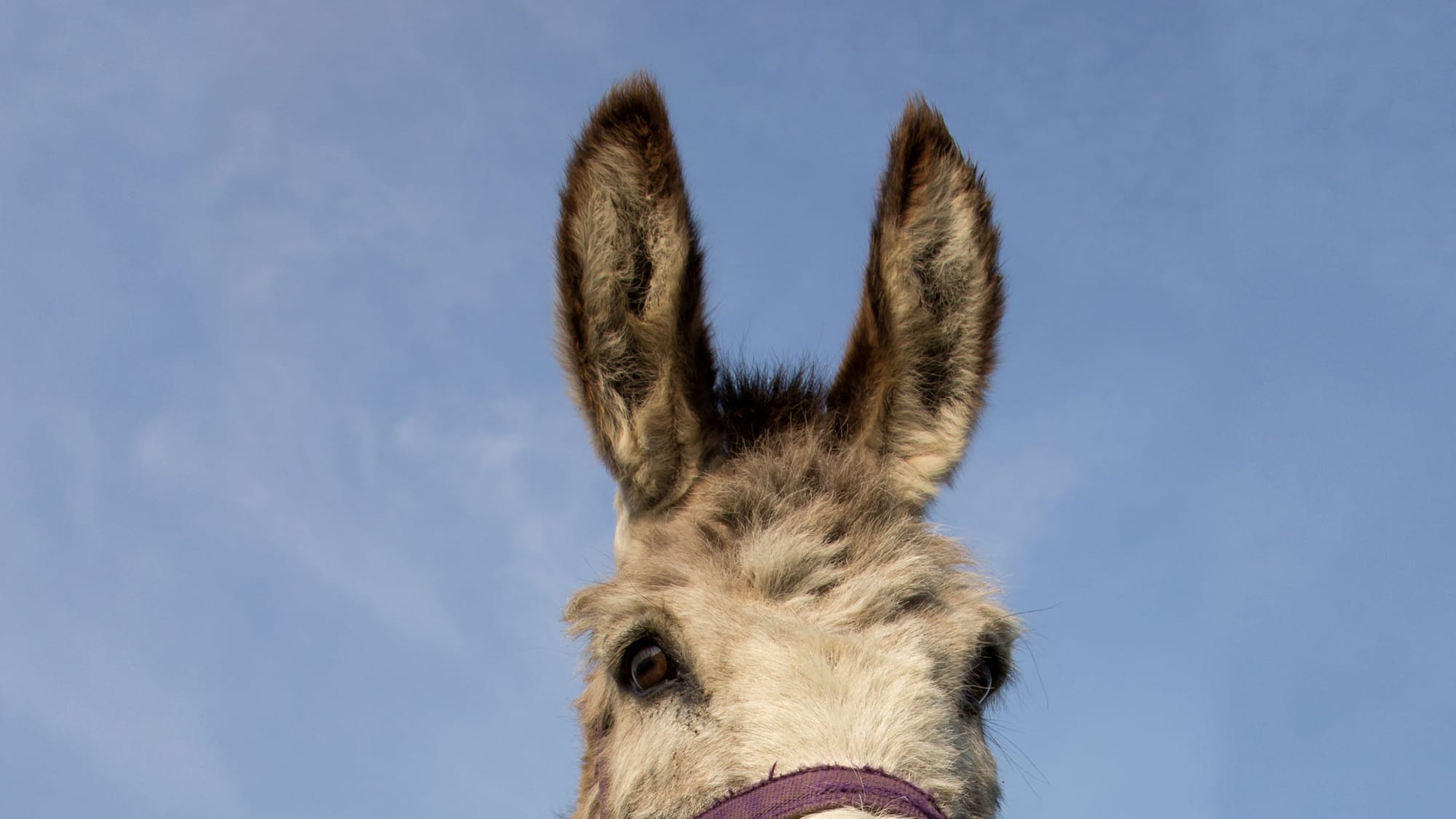 The handsome forehead and ears of a donkey, against a blue sky lightly dusted with clouds
