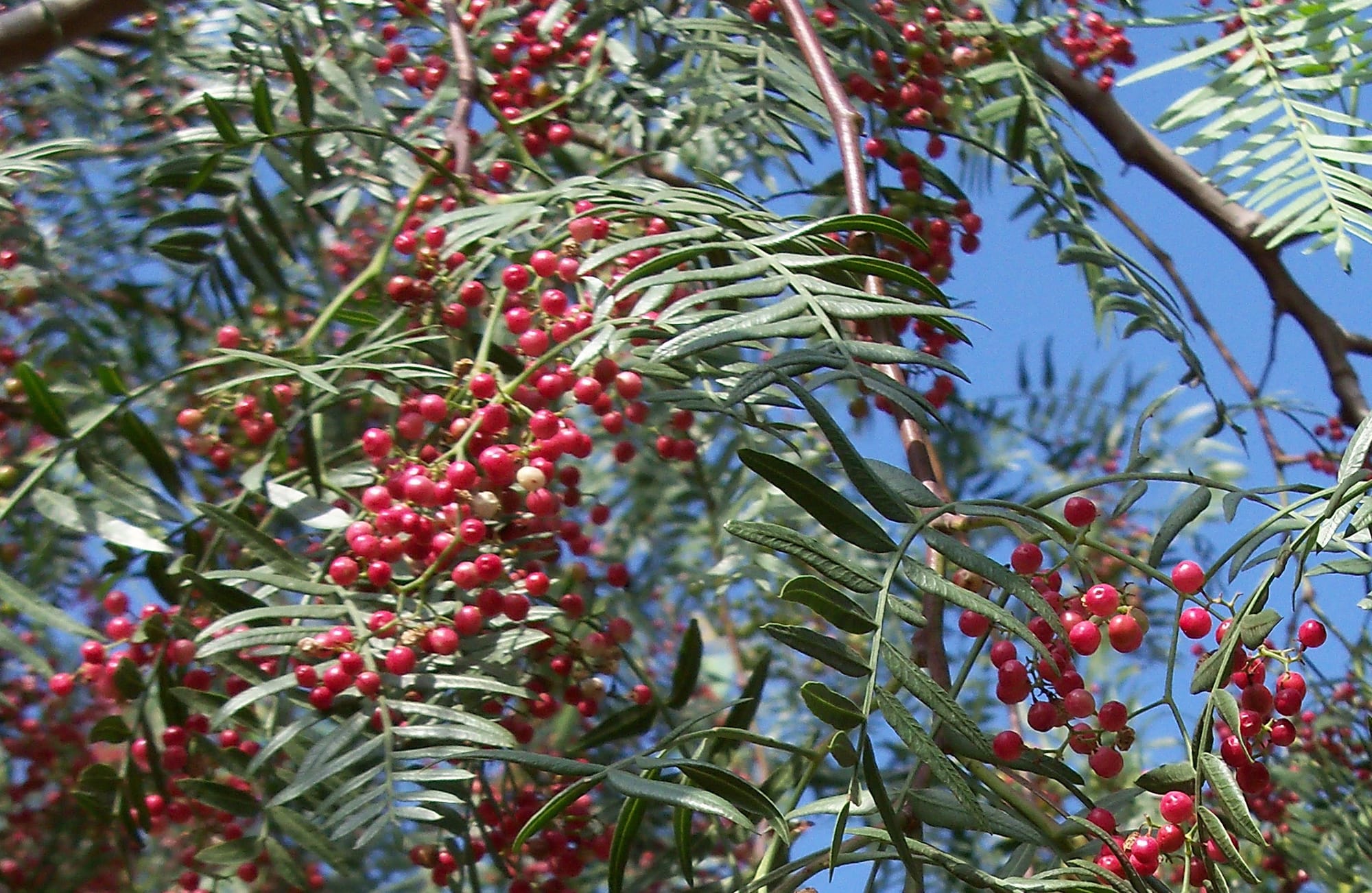 A closeup of Schinus molle L. (colloq., California Pepper Tree) with long green leaves and bright red berries against a brilliant blue sky