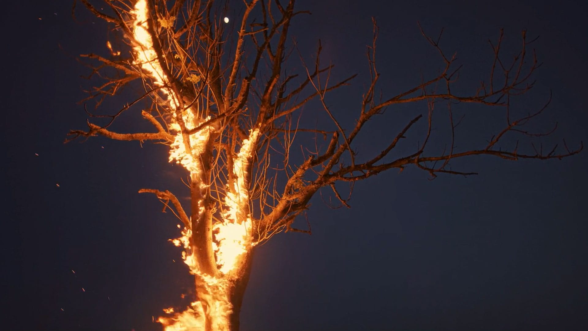 A barren tree in flames, from top to bottom, against a night sky; part of a promo video for WildKitchens