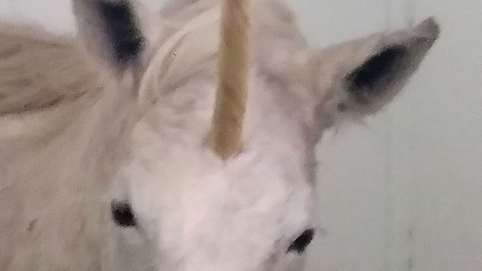 A thoughtful unicorn peers coquettishly over the lower edge of the image