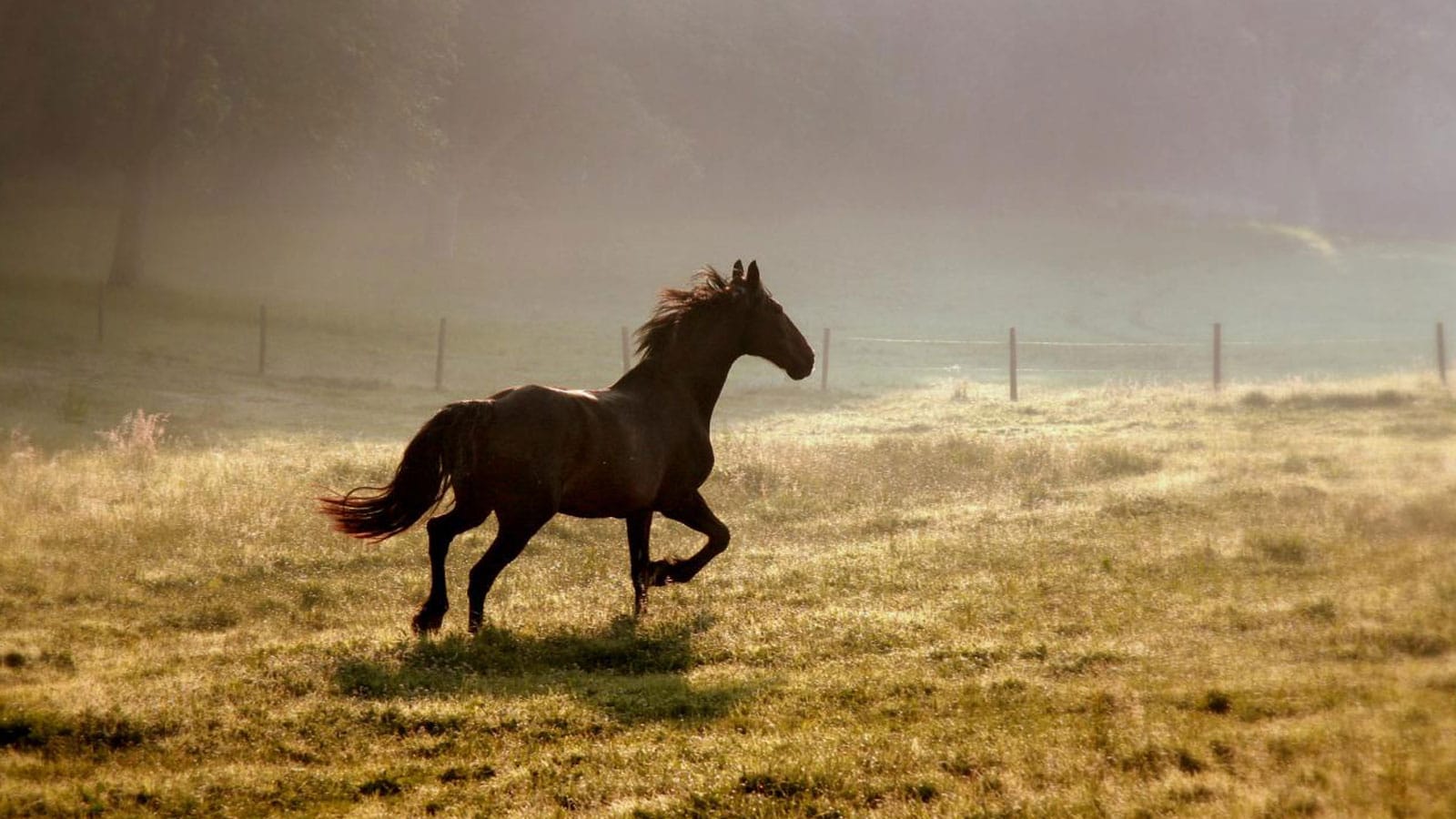 A horse running in a dry field, fenceposts visible in the distance