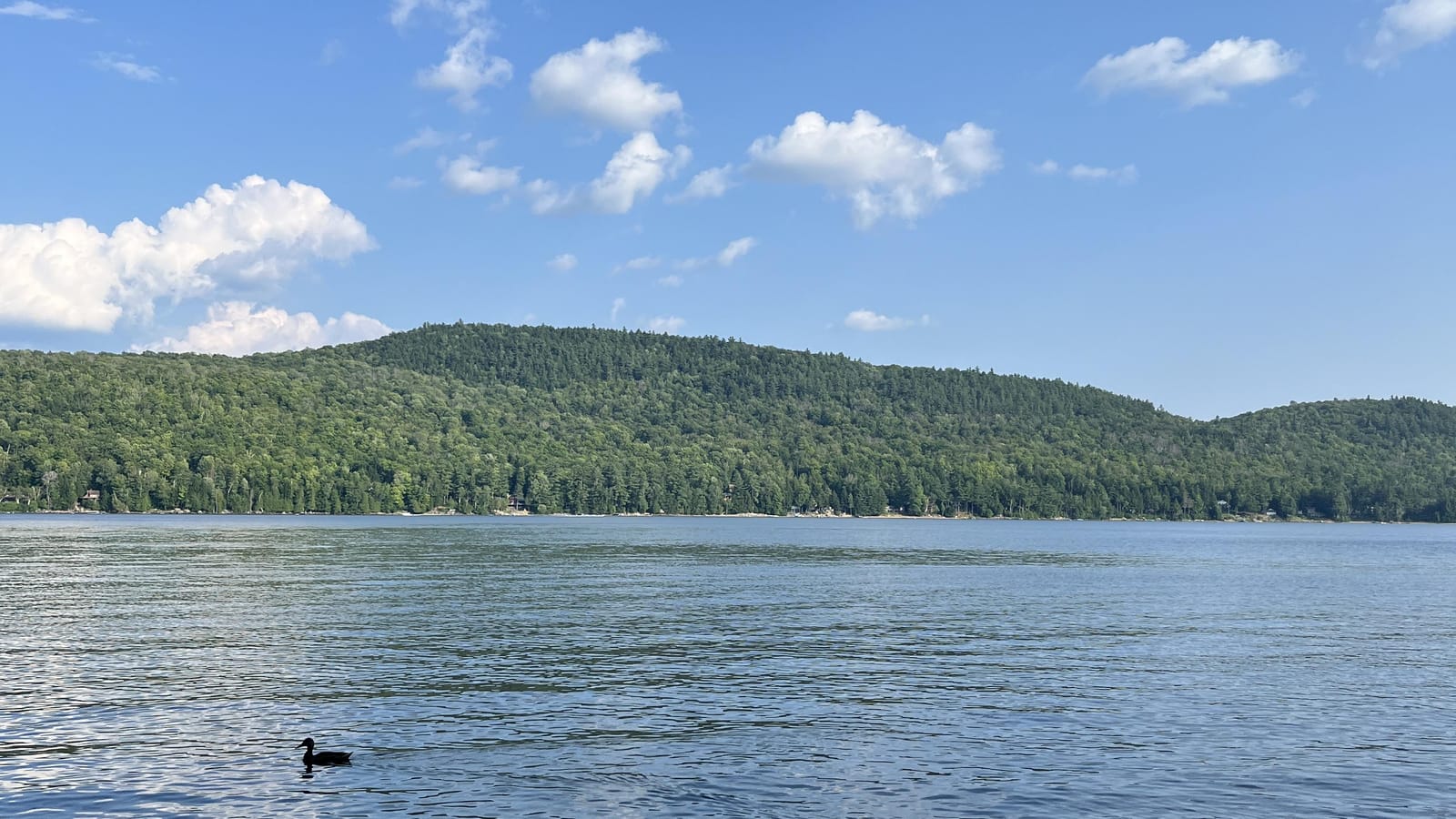 A serene lake and there's a duck paddling along and there's a mountain or ridge and blue sky and puffy clouds