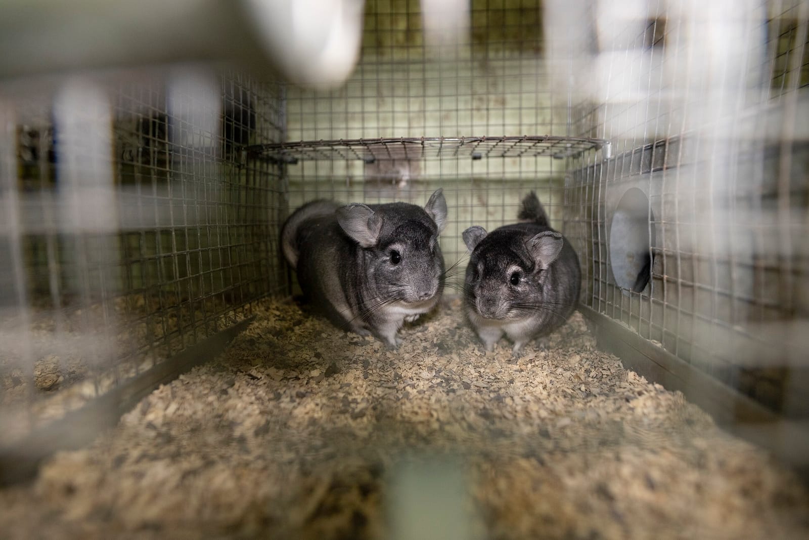 Two chinchillas in a cage, looking a bit bemused