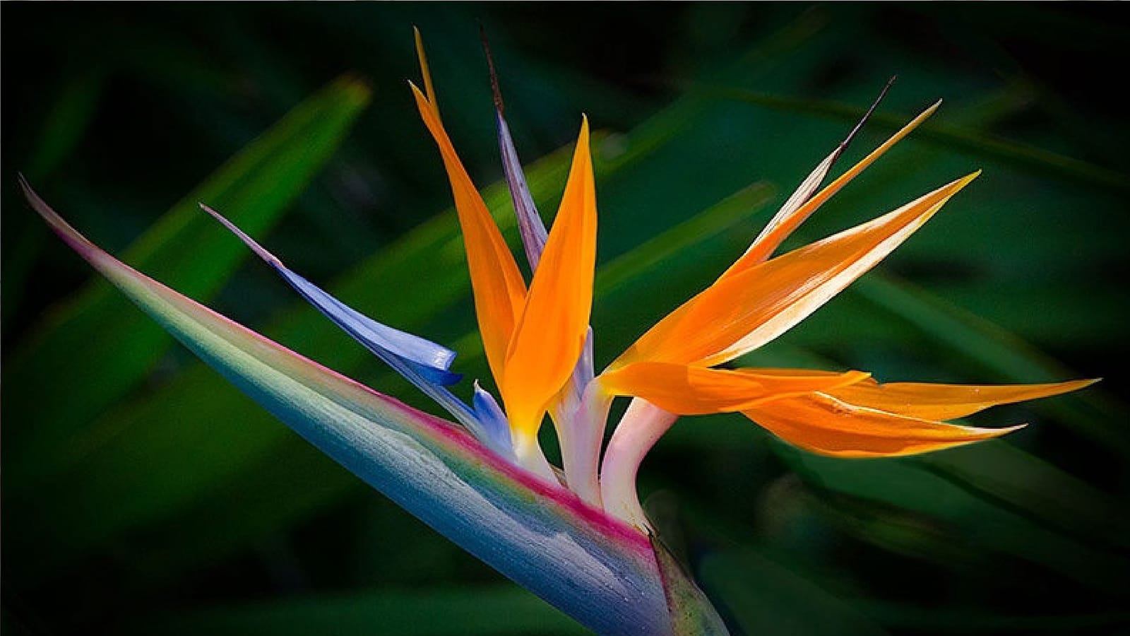 A brilliant bird of paradise flower in full bloom (Image: Soumyoo [CC BY-SA 4.0] via Wikimedia Commons