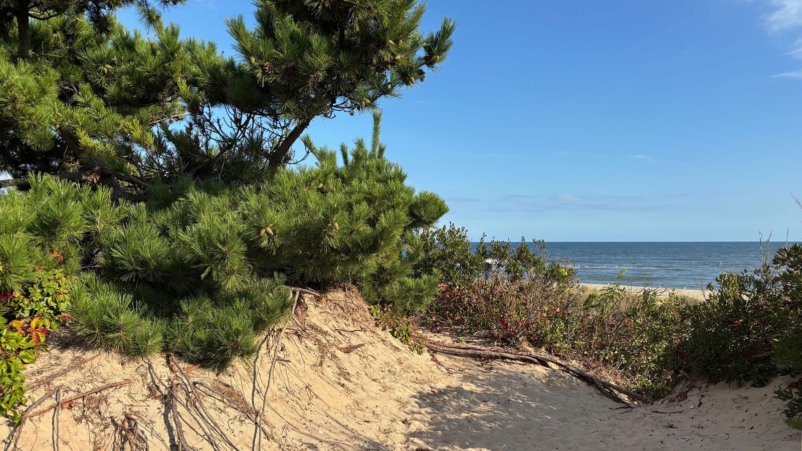 The beach beyond the dunes, past lush pine bushes