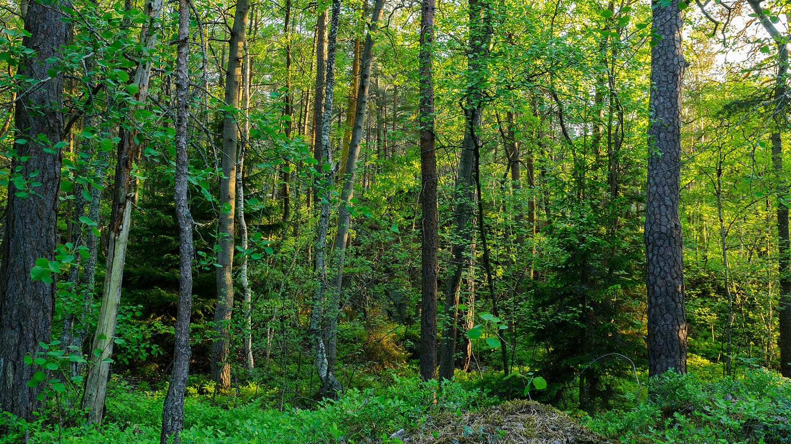  Deeply verdant, thick forest in Ryssbergen, near Stockholm, Sweden