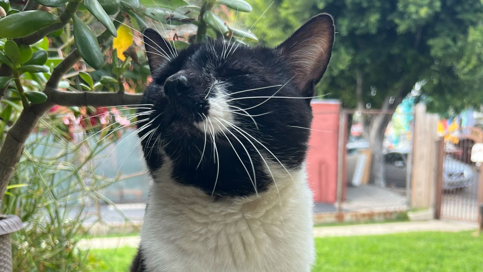 A handsome tuxedo cat posing in a very Los Angeles yard, alongside a jade plant, with big tree and parked cars on a residential street in the background